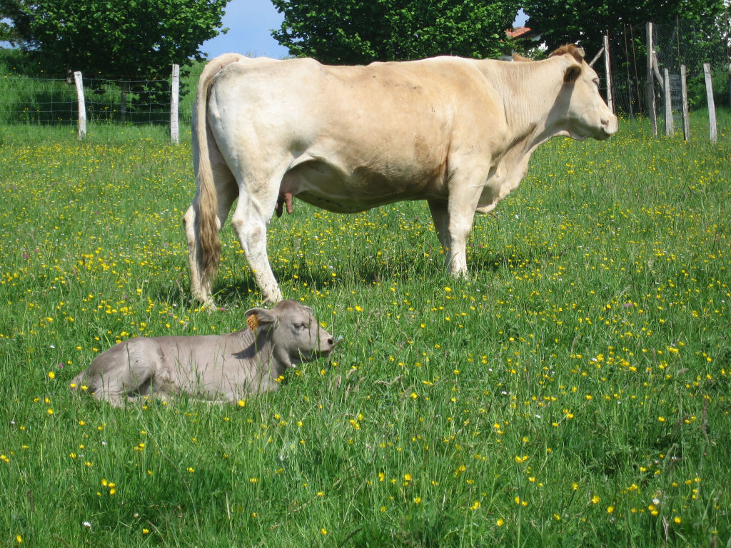  Vaca con ternero recién nacido en pasto