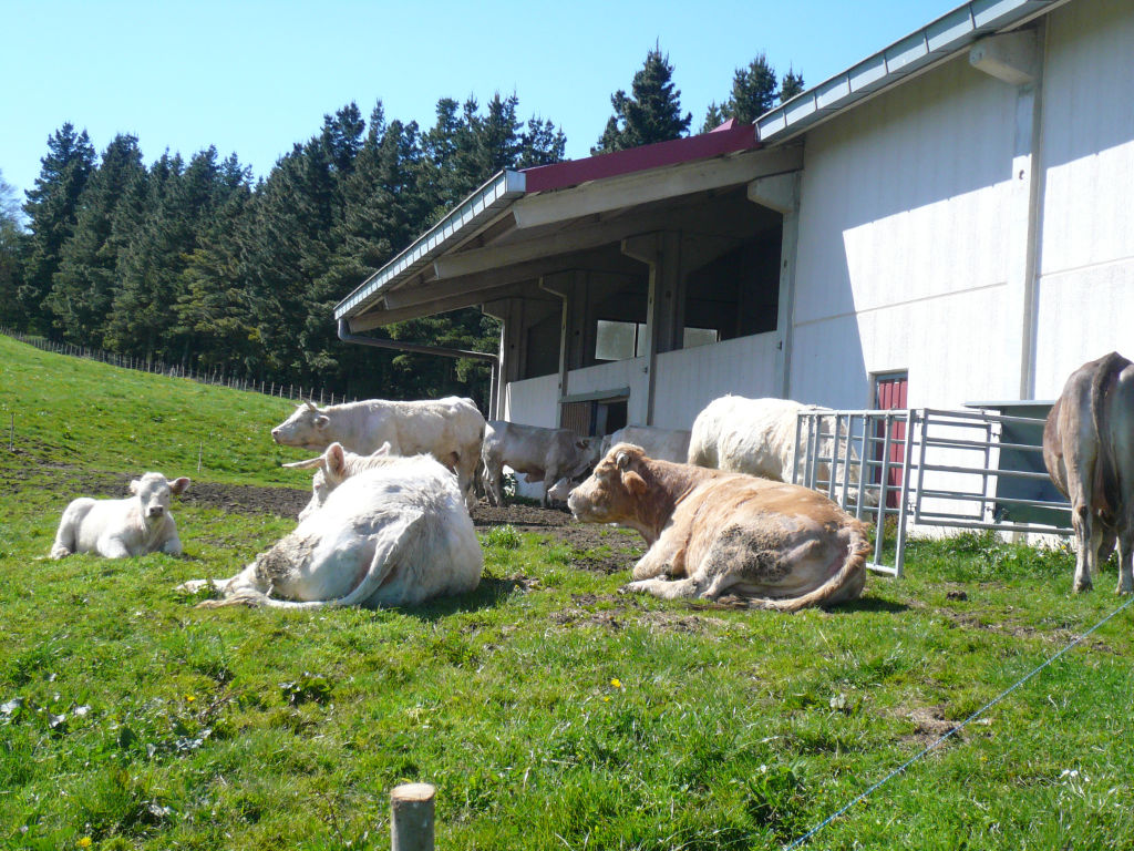vaca txarolesa kaminone la mejor carne de euskadi