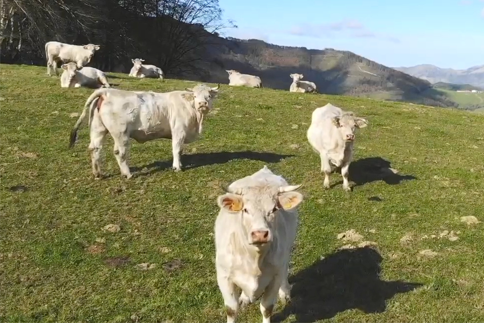 Carne ecológica Mandubi Zahar Baserria