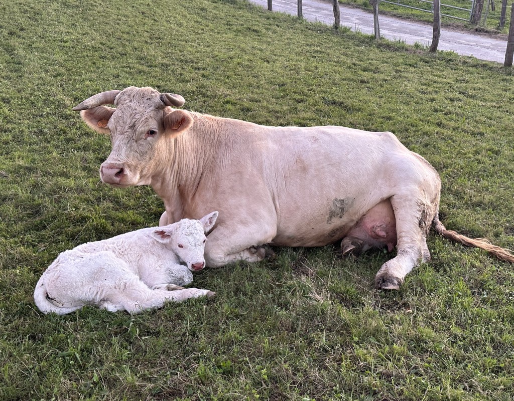 Vaca con ternero recién nacido en pasto