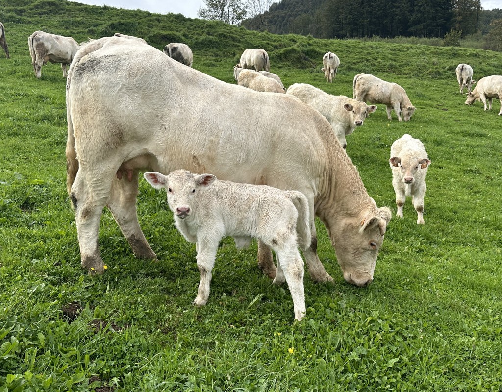 vaca txarolesa kaminone la mejor carne de euskadi